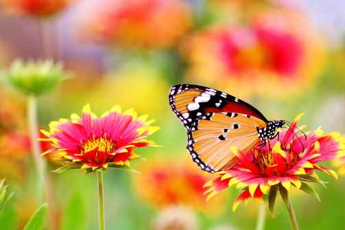 bloom blooming blossom blur